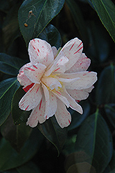 Anita Camellia (Camellia japonica 'Anita') at Lakeshore Garden Centres