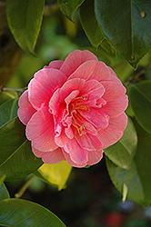 Regina dei Giganti Camellia (Camellia japonica 'Regina dei Giganti') at Lakeshore Garden Centres