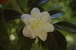 Pink Poppy Camellia (Camellia japonica 'Pink Poppy') at Lakeshore Garden Centres