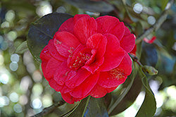 Dr. John S. Bell Camellia (Camellia 'Dr. John D. Bell') at Lakeshore Garden Centres