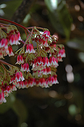 Coralberry Tree (Ardisia venosa) at Lakeshore Garden Centres