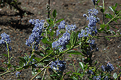 Santa Barbara California Lilac (Ceanothus impressus) at Lakeshore Garden Centres