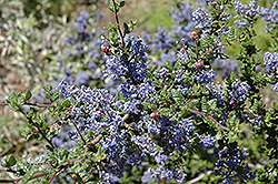 Nipomo Mountain Lilac (Ceanothus impressus 'var. nipomensis') at Lakeshore Garden Centres