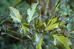 Golden Milkmaid Holly (Ilex aquifolium 'Golden Milkmaid') at Lakeshore Garden Centres