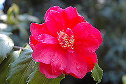 Holly Bright Camellia (Camellia 'Holly Bright') at Lakeshore Garden Centres