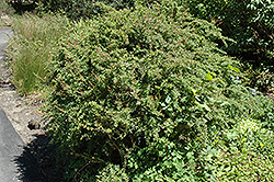 Mrs. Wilson's Barberry (Berberis wilsoniae) at Lakeshore Garden Centres