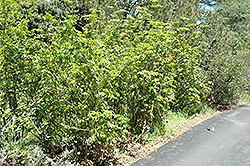 Shinyleaf Grape Holly (Mahonia pinnata) at Lakeshore Garden Centres