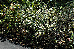 Coast Whitethorn (Ceanothus incanus) at Lakeshore Garden Centres