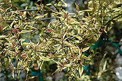 Stephan's Jasmine (Jasminum x stephanense) at Lakeshore Garden Centres