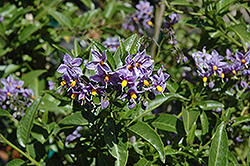 Glasnevin Chilean Potato Bush (Solanum crispum 'Glasnevin') at Lakeshore Garden Centres
