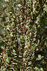 Glanleam Gold Orange-bark Myrtle (Luma apiculata 'Glanleam Gold') at Lakeshore Garden Centres