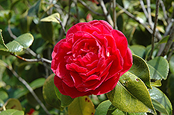 Mathotiana Camellia (Camellia japonica 'Mathotiana') at Lakeshore Garden Centres
