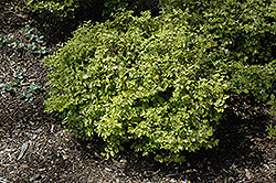 Snow Dance Fringeflower (Loropetalum chinense 'Snow Dance') at Lakeshore Garden Centres