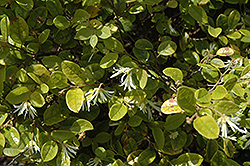 Snow Dance Fringeflower (Loropetalum chinense 'Snow Dance') at Lakeshore Garden Centres