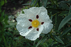 Crimson Spot Rockrose (Cistus ladanifer 'Crimson Spot') at Lakeshore Garden Centres