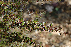Cappuccino Mirror Bush (Coprosma 'Cappuccino') at Lakeshore Garden Centres