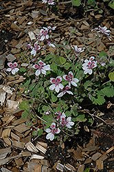 Sweetheart Heron's Bill (Erodium pelargoniflorum 'Sweetheart') at Lakeshore Garden Centres