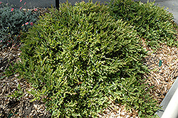 Isu Tree (Distylium myricoides) at Lakeshore Garden Centres