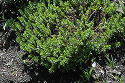 Margaret Hebe (Hebe 'Margaret') at Lakeshore Garden Centres