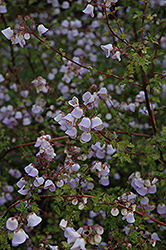 Violet Jovellana (Jovellana violacea) at Lakeshore Garden Centres