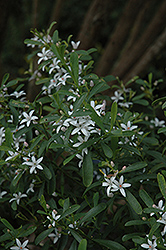 Long Leaf Waxflower (Philotheca myoporoides) at Lakeshore Garden Centres