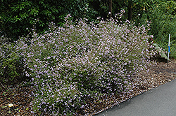 Violet Jovellana (Jovellana violacea) at Lakeshore Garden Centres