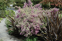 Variegated Oval Leafed Mint Bush (Prostanthera ovalifolia 'Variegata') at Lakeshore Garden Centres