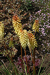 Torchlily (Kniphofia uvaria) at Lakeshore Garden Centres
