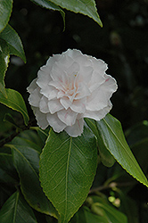 Eureka Variegated Camellia (Camellia japonica 'Eureka Variegated') at Lakeshore Garden Centres