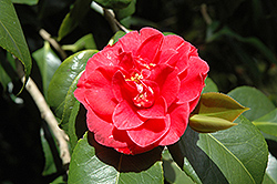 Emperor of Russia Camellia (Camellia japonica 'Emperor of Russia') at Lakeshore Garden Centres