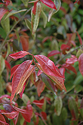 Guangdong Camellia (Camellia assimilis) at Lakeshore Garden Centres