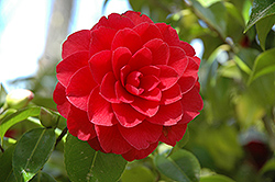 Black Lace Camellia (Camellia japonica 'Black Lace') at Lakeshore Garden Centres