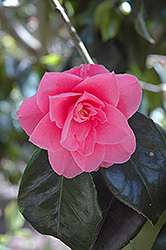 Fashionista Camellia (Camellia 'Fashionista') at Lakeshore Garden Centres