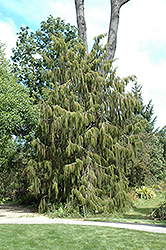Rimu (Dacrydium cupressinum) at Lakeshore Garden Centres