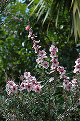 Ray Williams Tea-Tree (Leptospermum scoparium 'Ray Williams') at Lakeshore Garden Centres