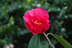 Notre Dame Camellia (Camellia 'Notre Dame') at Lakeshore Garden Centres
