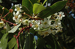 Winter's Bark (Drimys winteri) at Lakeshore Garden Centres