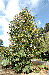 Winter's Bark (Drimys winteri) at Lakeshore Garden Centres