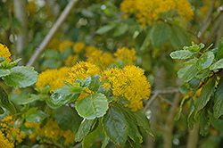 Toothed Azara (Azara dentata) at Lakeshore Garden Centres