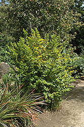Toothed Azara (Azara dentata) at Lakeshore Garden Centres