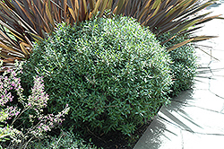 Marie Simon California Lilac (Ceanothus 'Marie Simon') at Lakeshore Garden Centres