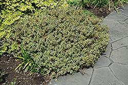 Silver Anniversary Glossy Abelia (Abelia x grandiflora 'Panache') at Lakeshore Garden Centres