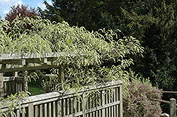 Shiro Kapitan Silky Wisteria (Wisteria brachybotrys 'Shiro Kapitan') at Lakeshore Garden Centres