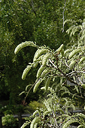 Shiro Kapitan Silky Wisteria (Wisteria brachybotrys 'Shiro Kapitan') at Lakeshore Garden Centres