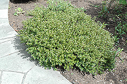 Menzies' Hebe (Hebe menziesii) at Lakeshore Garden Centres