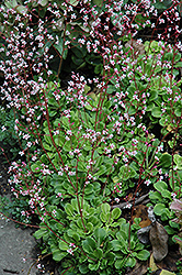 London Pride (Saxifraga umbrosa) at Lakeshore Garden Centres