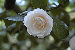 Cup of Beauty Camellia (Camellia japonica 'Cup of Beauty') at Lakeshore Garden Centres