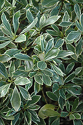 Shady Lady Anise Tree (Illicium floridanum 'Shady Lady') at Lakeshore Garden Centres