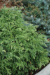 Snow Falsecypress (Chamaecyparis pisifera 'Snow') at Lakeshore Garden Centres