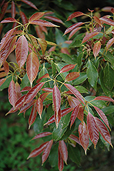 Japanese Blue Oak (Quercus glauca) at Lakeshore Garden Centres